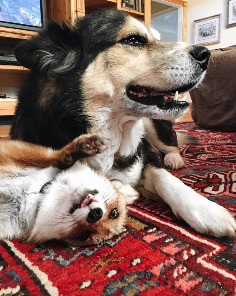 Лиса и пёс стали лучшими друзьями