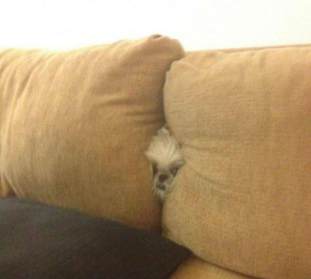 Собаки, которые забыли, как правильно использовать диван