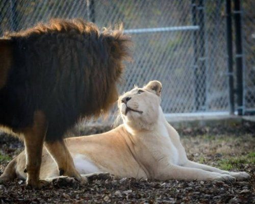 Любовь спасает даже львов