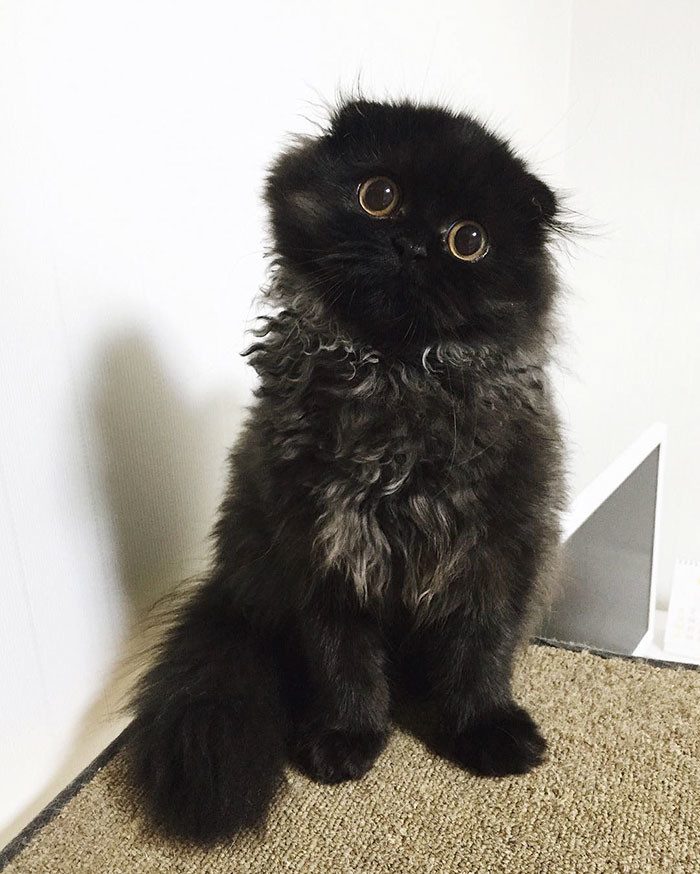 Джимо — кот с самыми большими глазами