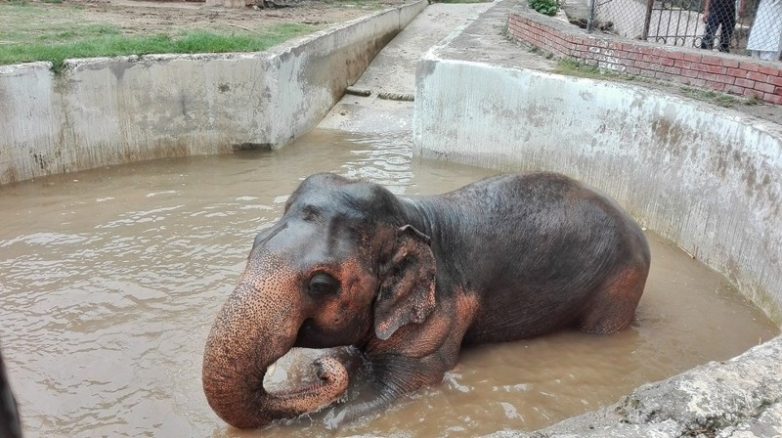 Слон, который провел 30 лет в зоопарке, оказался на свободе
