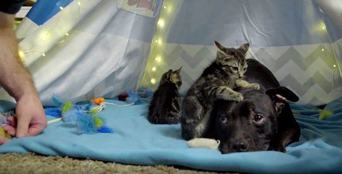 Дружба спасенного питбуля с котятами
