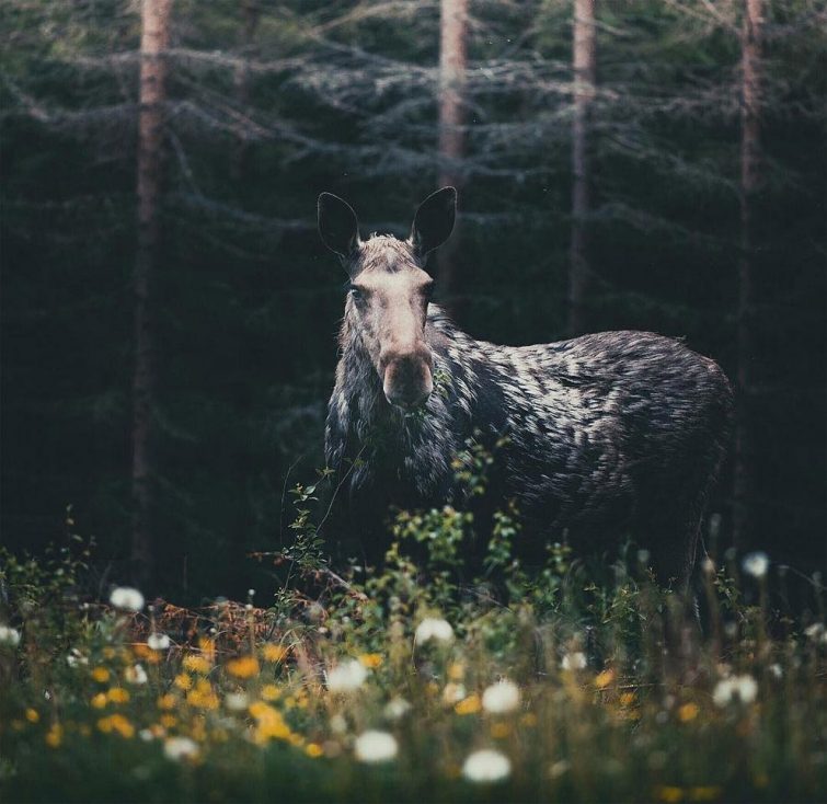 Чувственные фотографии лесных животных
