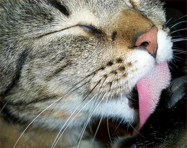 Пугающие фотографии кошачьего языка