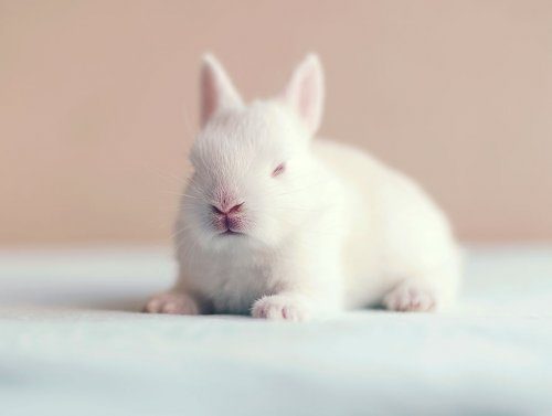 Милая фотосессия новорождённого кролика