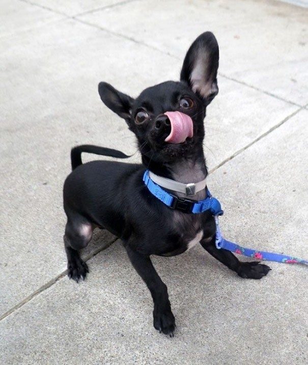 Собака, которая взорвала интернет своими нелепыми снимками