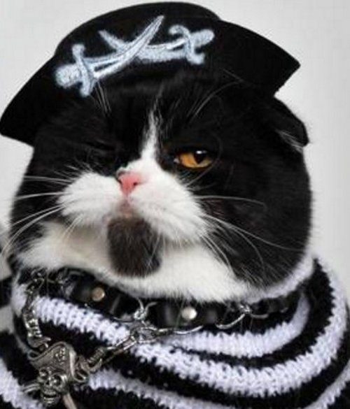 Очаровательные кошки в костюмах пиратов