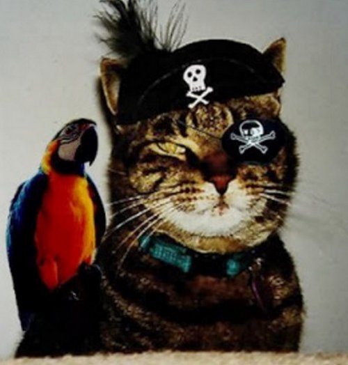Очаровательные кошки в костюмах пиратов