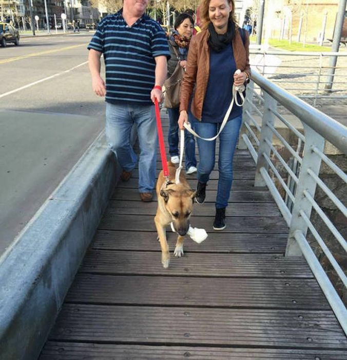 Она забрала бездомного пса, который полгода ждал ее у отеля