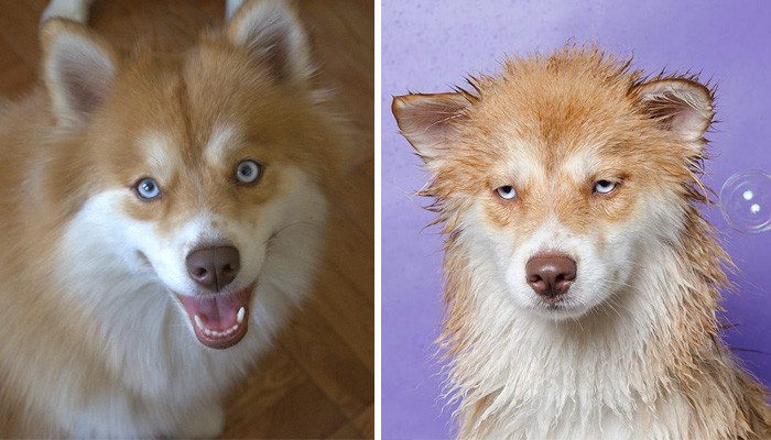 Забавные собачки до и после купания