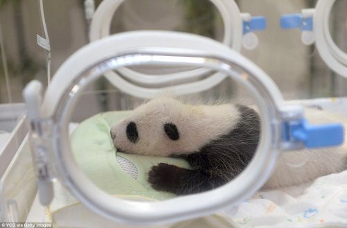 В зоопарке Шанхая родила большая панда