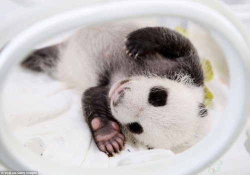 В зоопарке Шанхая родила большая панда