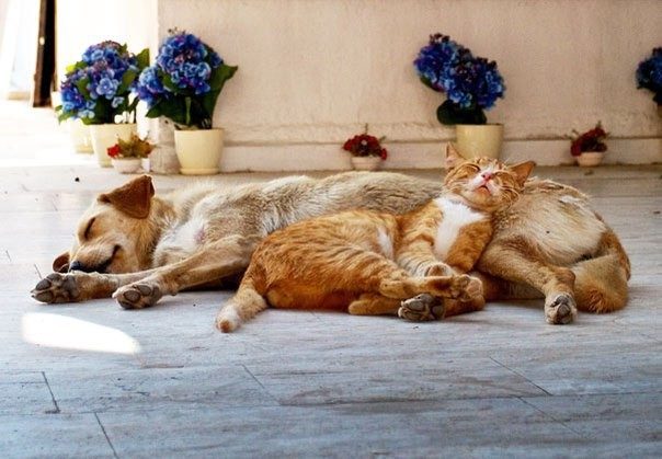 Коты, которые думают, что собака — это подушка