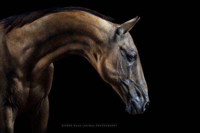 Невероятная красота породистых лошадей