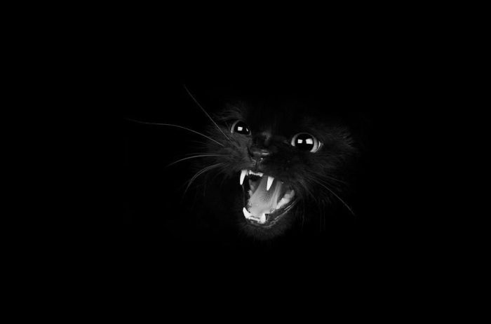 Мистические черные коты