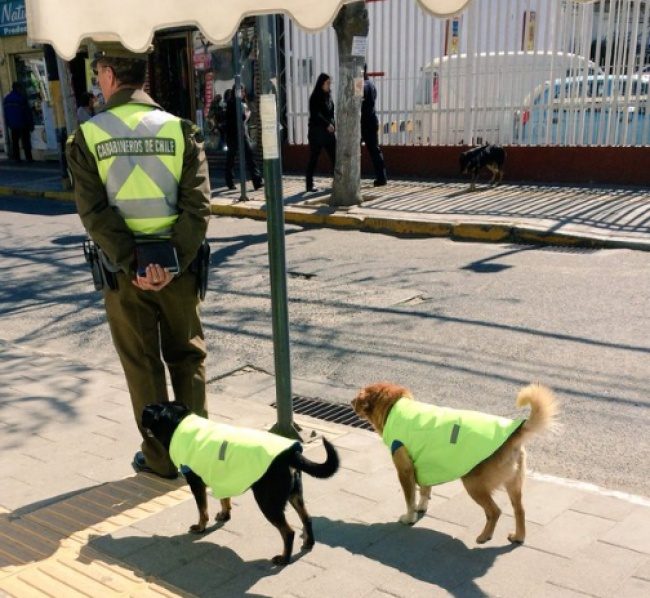 В Чили собак устраивают на работу и дают им жилье