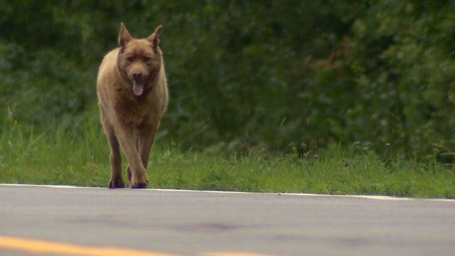 Собака, которая проходит каждый день 6,5 километров, чтобы поздороваться