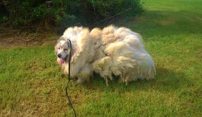 Собаку вернули к жизни, избавив от 16 кг шерсти