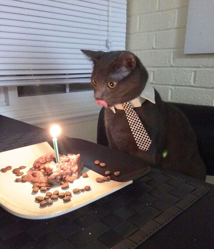Как зверюшки отмечают день своего рождения