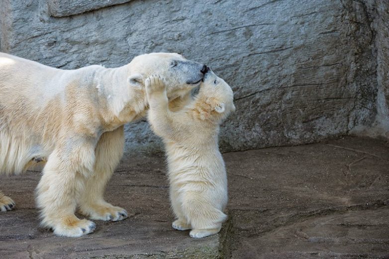 Трогательные мамы-медведицы и их медвежата