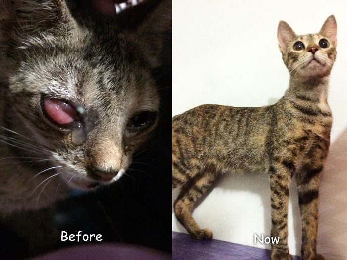 Кошки, до и после того, как их подобрали с улицы