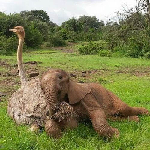 Дружба слонёнка Джотто и страуса Пи