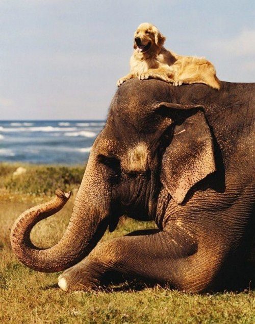 Невероятная дружба между животными