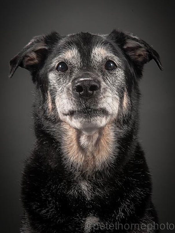 Трогательные фотографии пожилых собак