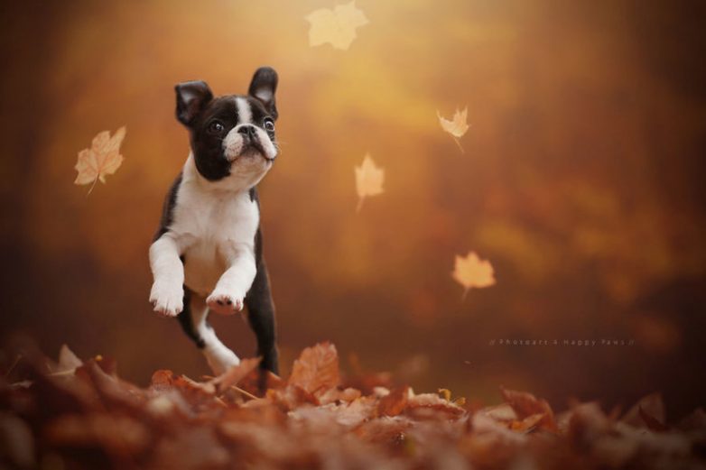 Собаки и осень
