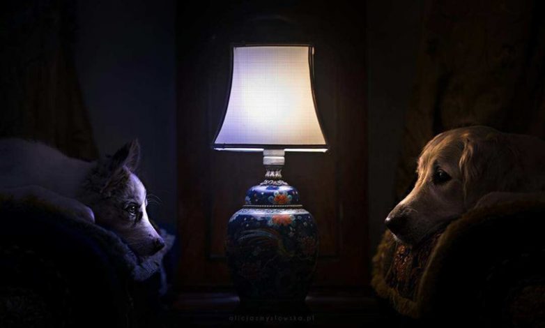 Портреты собак невероятной красоты
