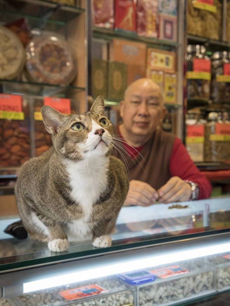 Кошки Гонконга, которые живут в китайских магазинах
