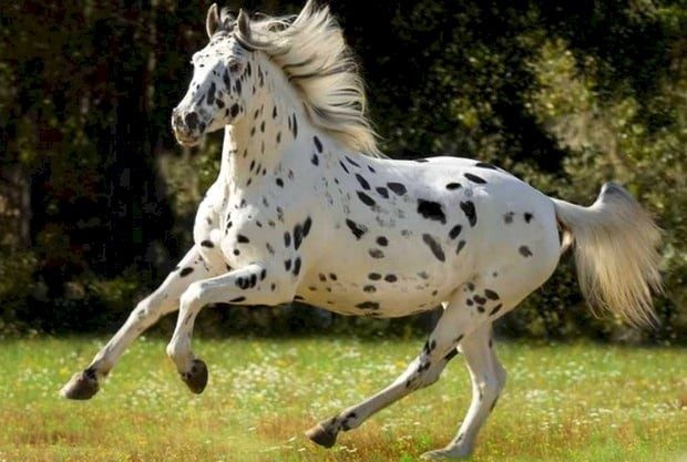 Невероятно красивые лошади