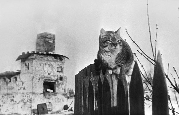 Коты, которые сыграли важную роль во времена блокады Ленинграда
