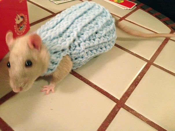 Милые животные в миниатюрных свитерах
