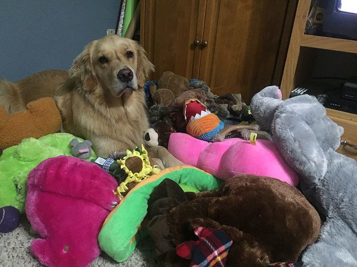 Собака, которая спит с игрушками