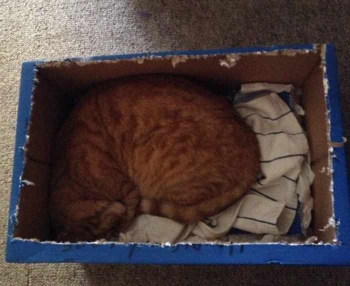 Кошки в коробках
