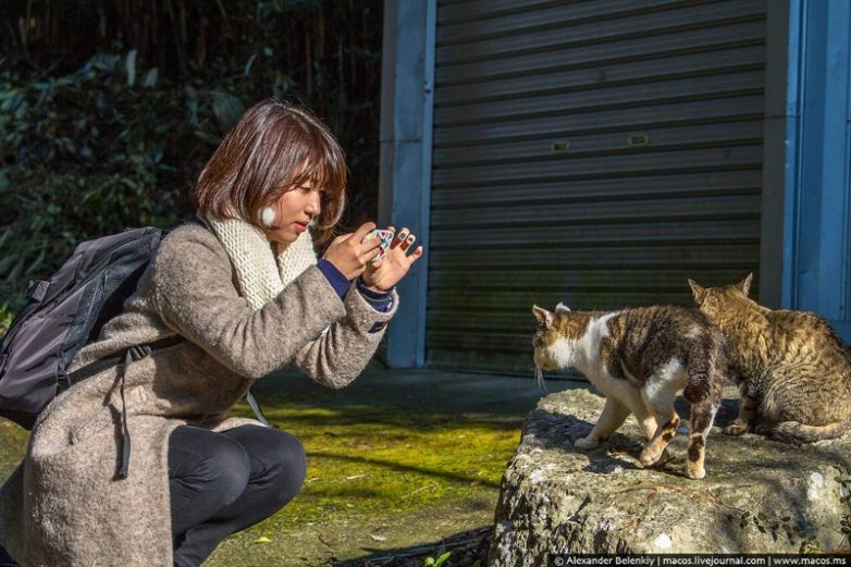 Японский остров, где количество кошек в десятки раз превосходит число людей