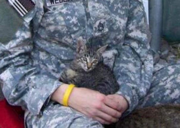 Девушка отказалась покидать Афганистан без больной кошки