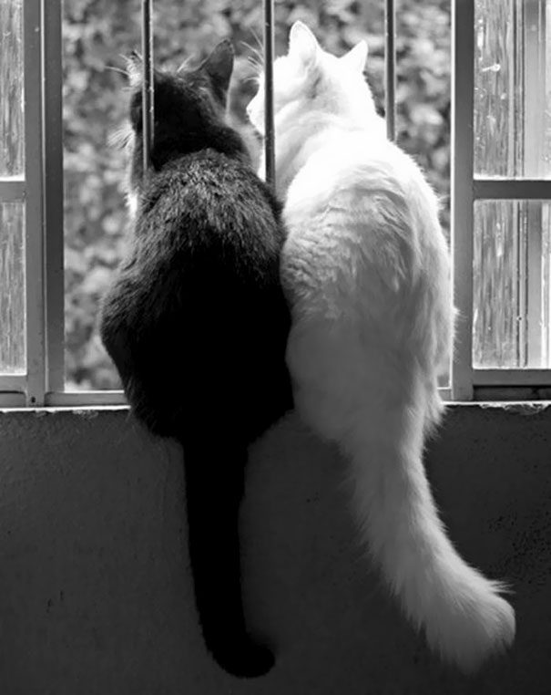 Черные и белые котики, которые кажутся одним целым