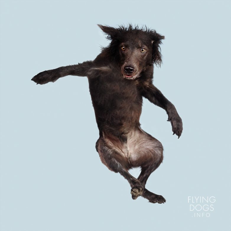 Летающие собаки от Джулии Кристи