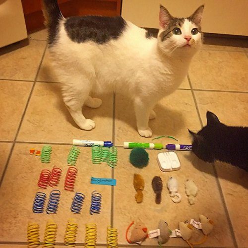Коллекции вещей, украденные кошками