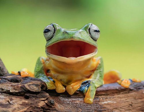 Потрясающие фотографии лягушек