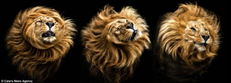 Невероятные портреты диких животных