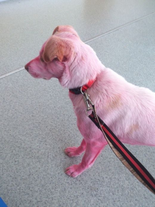 Спасение розовой собаки