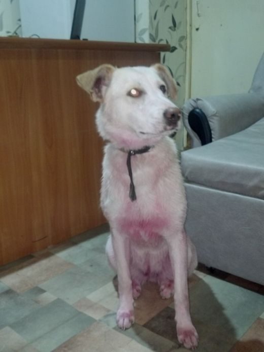 Спасение розовой собаки