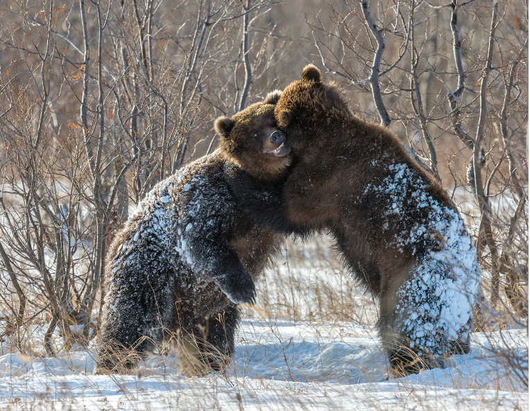Суровое медвежье обаяние