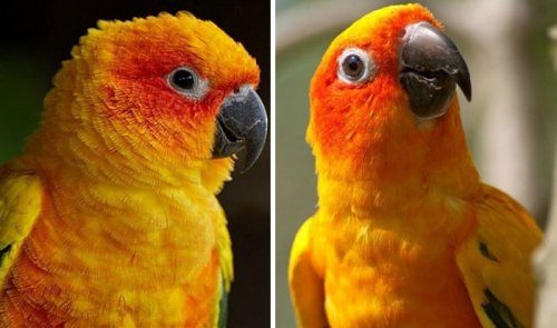 Животные до и после того, как их похвалили