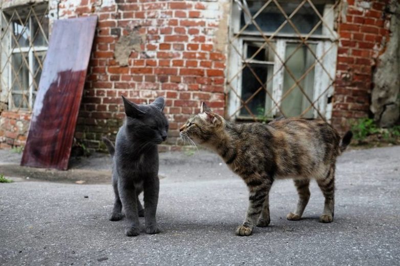 Колоритные уличные коты