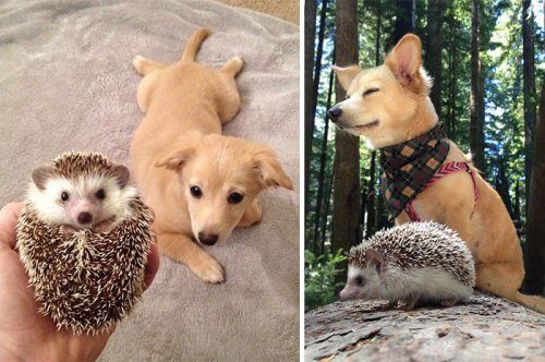 Очаровательные животные, которые выросли вместе