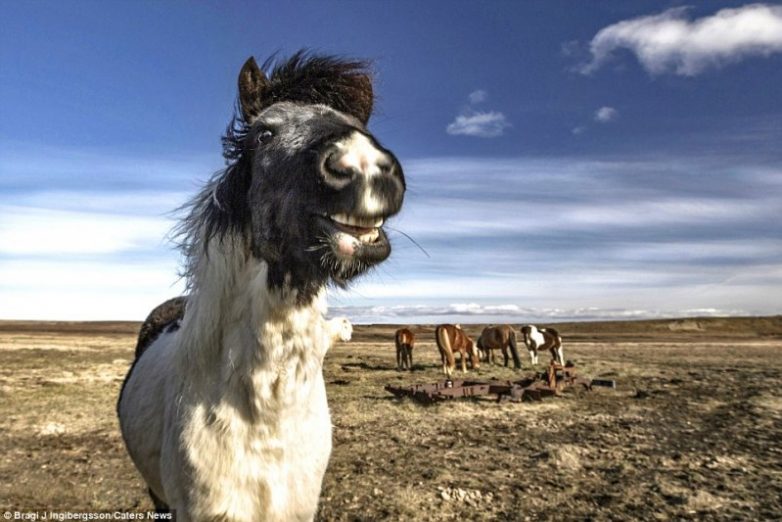 Дикие лошади Исландии невероятной красоты